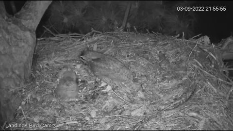 Mom Returns With a Frog-Cam Three 🦉 3/9/22 21:55