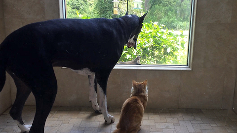 Great Dane and Cat are teased by Squirrel