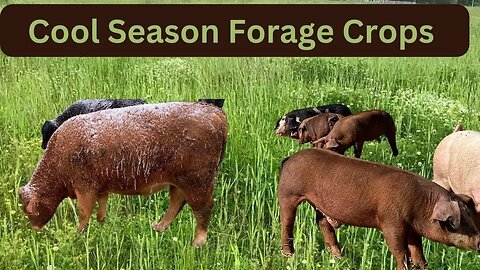 Cool Season Forage Cover Crops for Pigs and Cows