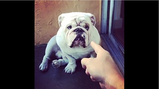 Bulldog gets lectured for eating Christmas ornaments