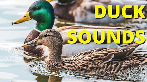 Cute Duck Sounds