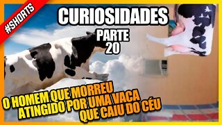 CHUVA DE GADO: O HOMEM QUE MORREU ATINGIDO POR UMA VACA QUE CAIU DO CÉU #shorts #historia #vaca