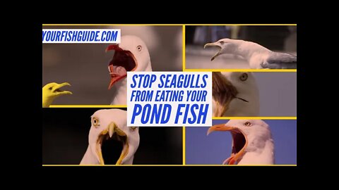 How To Stop Seagulls Eating Pond Fish? | Seagull Killing | How To Stop