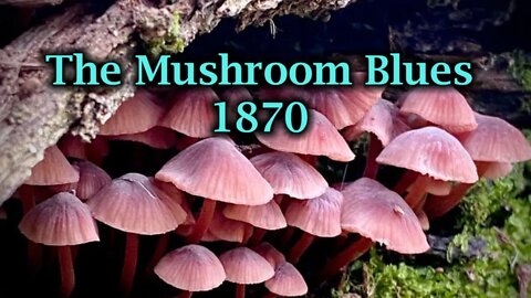 The Mushroom Blues