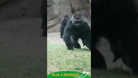 PLANETA DOS MACACOS NO ZOOLOGICO #shorts