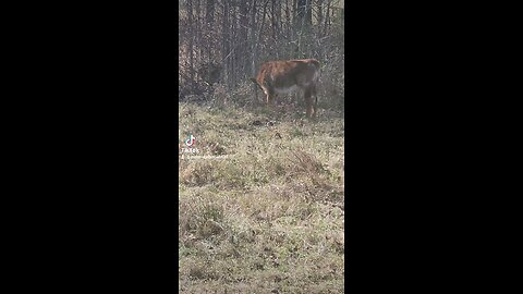 Heifer had an itch that needed to be scratched.