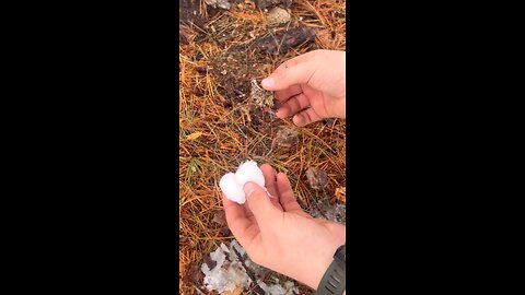 Survival hack to start a fire with pine sap