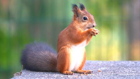 Peanut Thief Caught RED HANDED