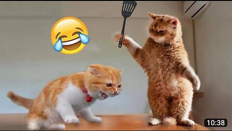 Funny Animal Videos 2023 - Funnies...cat funny video