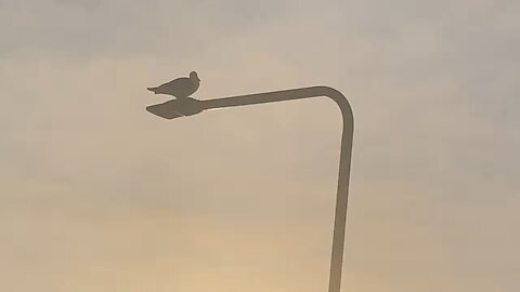 Seagull leaves lamppost