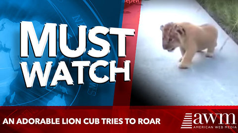 An Adorable Lion Cub Tries To Roar