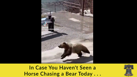 In Case You Haven't Seen a Moose Chasing a Bear Today . . .