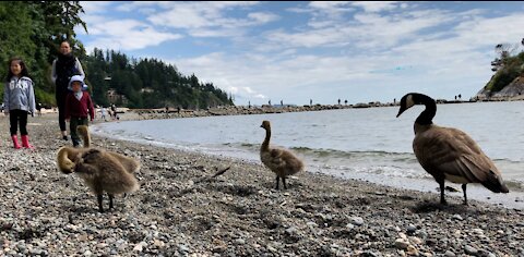 Geese parents escort their babies to the beach in 4k