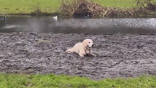 Golden Retriever enjoys messy adventures in the mud