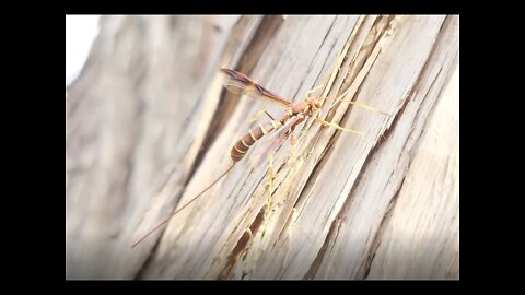Wasp with huge stinger!