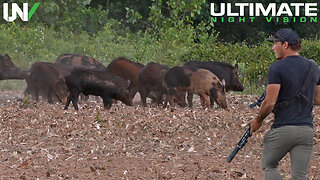 Farmer Finds Hogs Destroying Crops in Broad Daylight