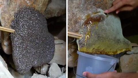 Extracting Honey from a Beehive