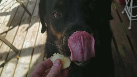 Rottweiler Loves Apples! ASMR 💖 #rottweiler