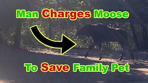 Moose Attacks Dog, Man charges Moose!