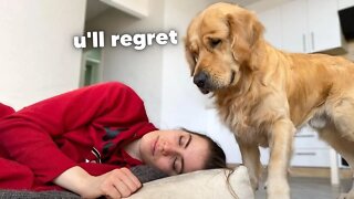 Stealing My Dog's Bed | Funny Dog Reaction