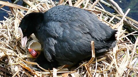 Little Baby Coots Birds Hatch on the Nest!