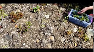 Picking wild blueberries