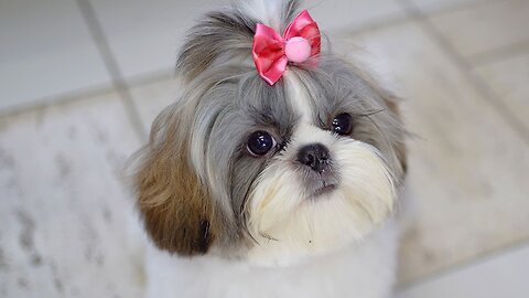 5-month-old baby shih tzu cut hair for the first time! ✂️❤️🐶