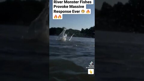 River Monster Fishes Provoke Massive Response Ever 🐡 🔥🔥🔥#shorts - @animalplanet on TikTok