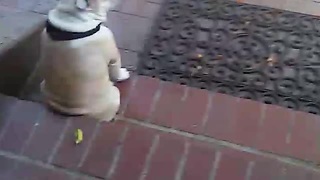 Sad Dog Sits On Porch, Waiting For Owner To Come Home