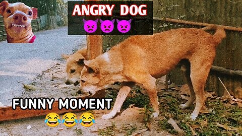 Angry dog funny moments 😂😠😂