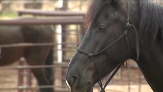 Wild horse debate rages on as feds promise probe into deaths of more than 140 horses and counting