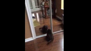 Puppy's first encounter with mirror reflection