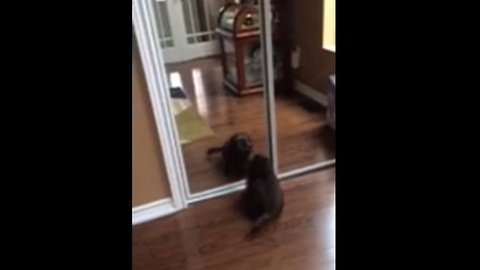 Puppy's first encounter with mirror reflection