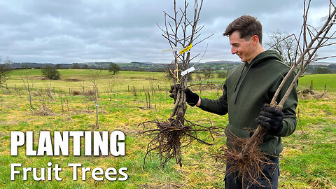 Replacing Damaged Fruit Trees In My UK Food Forest