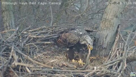 Hays Eagles nest intruder rearranges the nest 2021 01 09 102pm