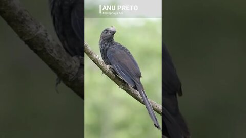 Canto do ANU PRETO [Crotophaga ani] #shorts