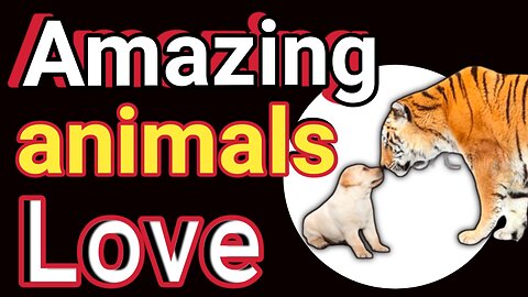 Amaging animals love