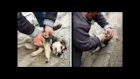 Man Sees Lifeless Stray Dog And Starts Performing CPR Until Dog Is Breathing Again