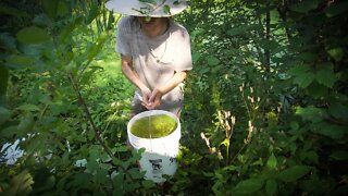 Harvesting Water from our pond for the Garden because I made an oopsie.