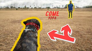 How To Teach Your Dog To COME WITH AN E COLLAR!!