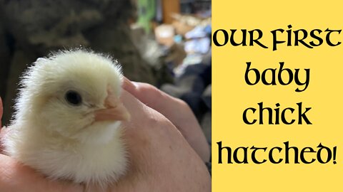Homesteading - Our First Baby Chick Hatched!