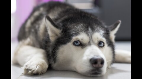 Adorable Husky taking care of kittens