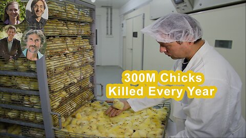 300 Million Male Chicks Killed Every Year In The US Egg Industry