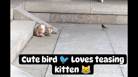 Cute bird 🐦 Loves teasing kitten.