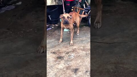 Boerboel bullmastiff mix dog aggressive barking #dog #shorts #dogbarking #boerboel #viral