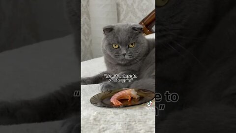 Tiktok Cat Reaction to Food 😂 - Funny Cat Video