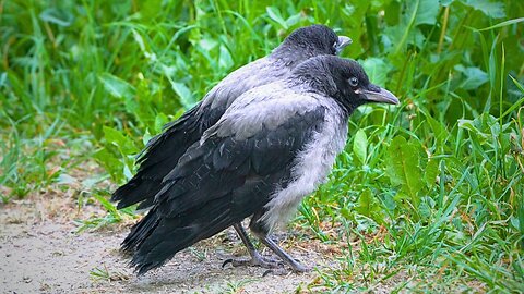 Little Hooded Crow Fledgling Siblings Finally Together