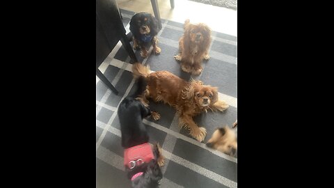 Cutie Cavaliers