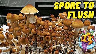 Spore To Flush - Uncle Ben's Tek | Complete Beginner's Guide To Growing Mushrooms