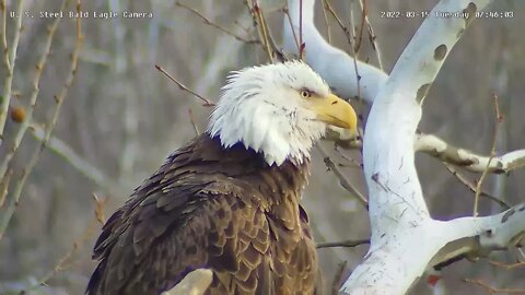 USS Eagles - Mom morning preening